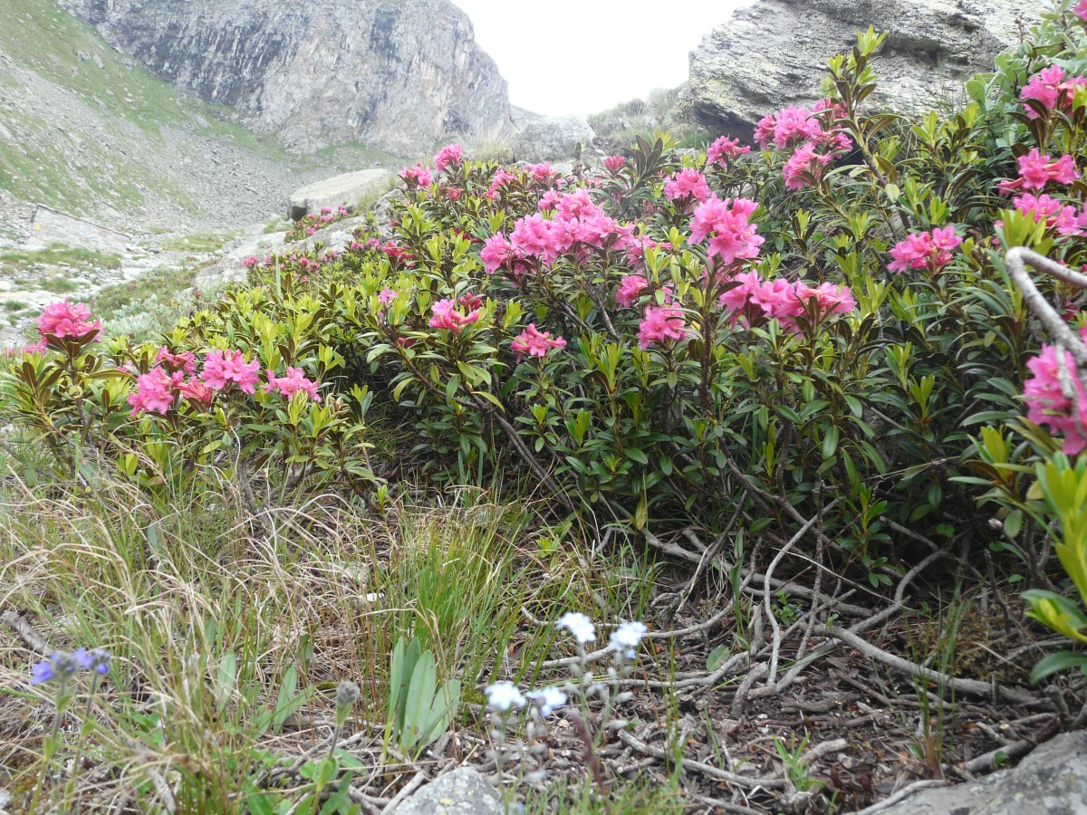 Paradis 2012-07-01_11-44-g.jpg