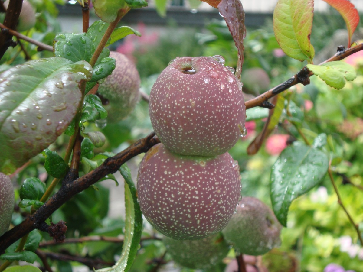 Paradis 2012-07-02_12-05-n_2.jpg