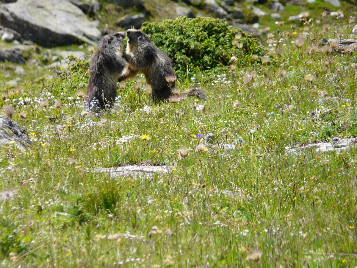 Paradis 2012-07-03_16-01-g.jpg