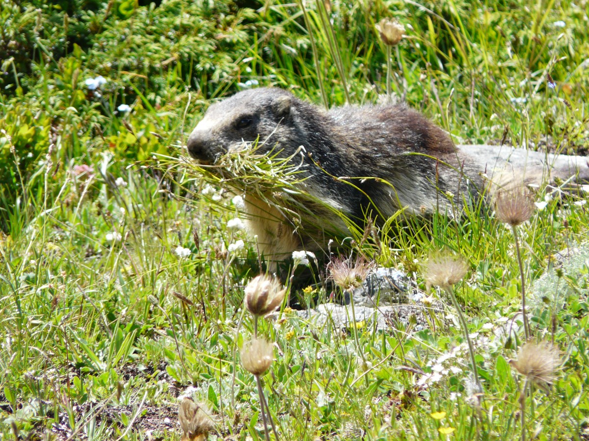 Paradis 2012-07-03_16-05-g_3.jpg