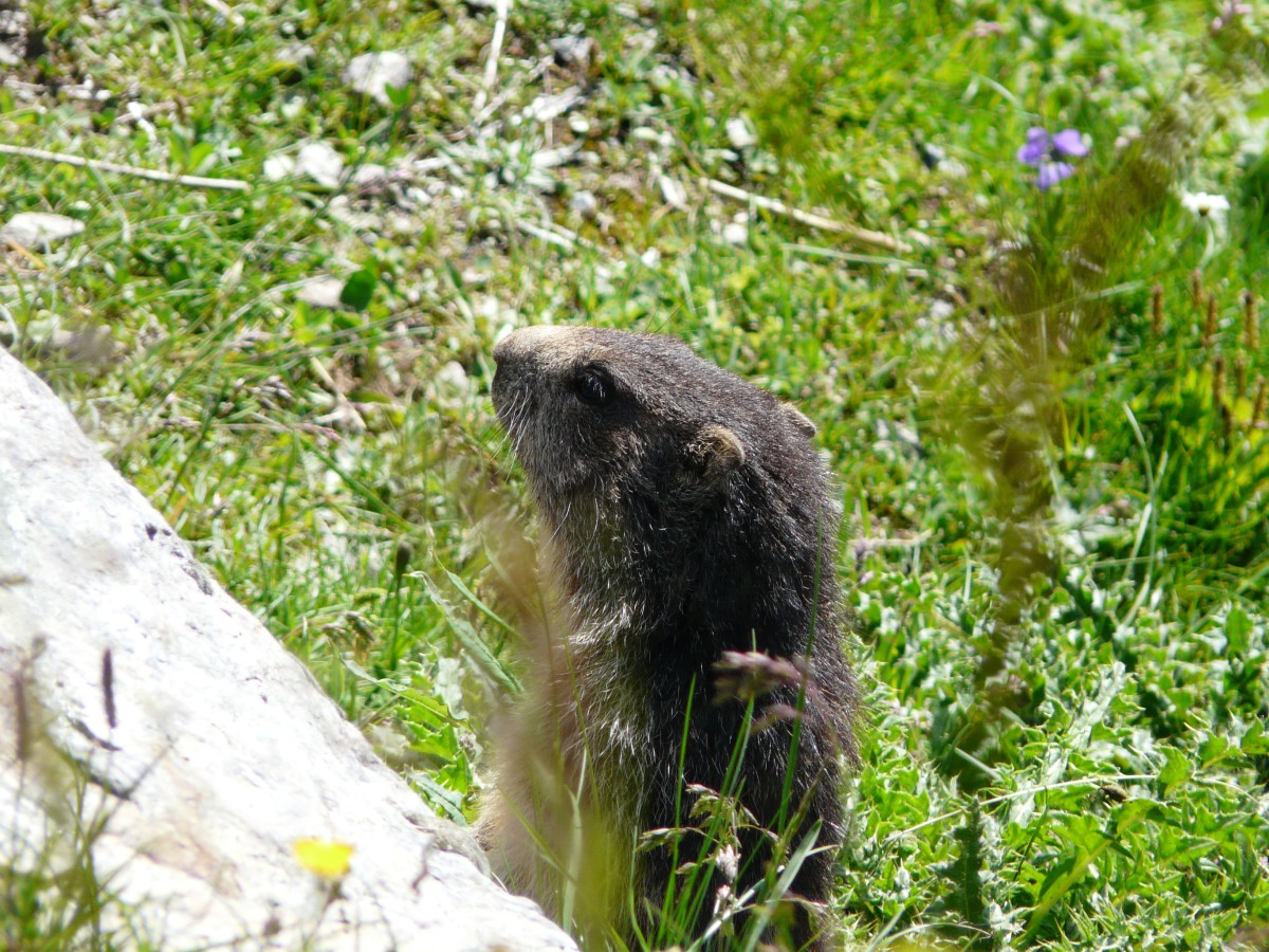 Paradis 2012-07-03_17-09-g.jpg