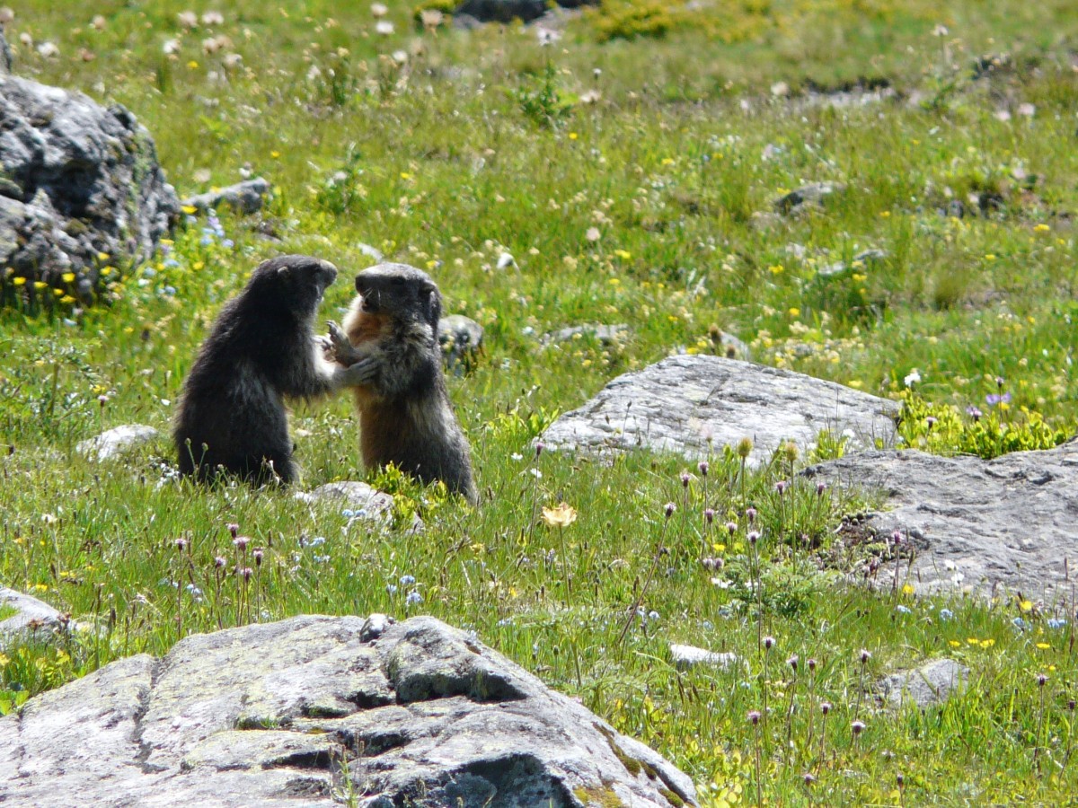 Paradis 2012-07-03_17-19-g.jpg