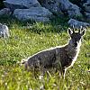 bargy-03_09-33g2.jpg