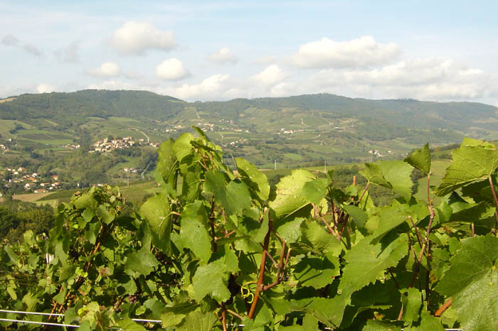 DSC03967