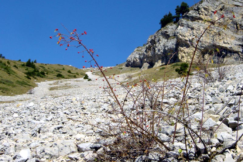 DSC06000