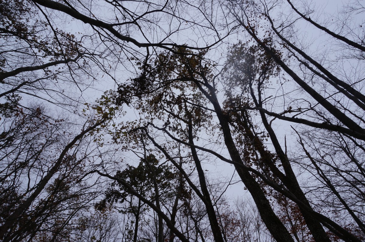 DSC02704.jpg