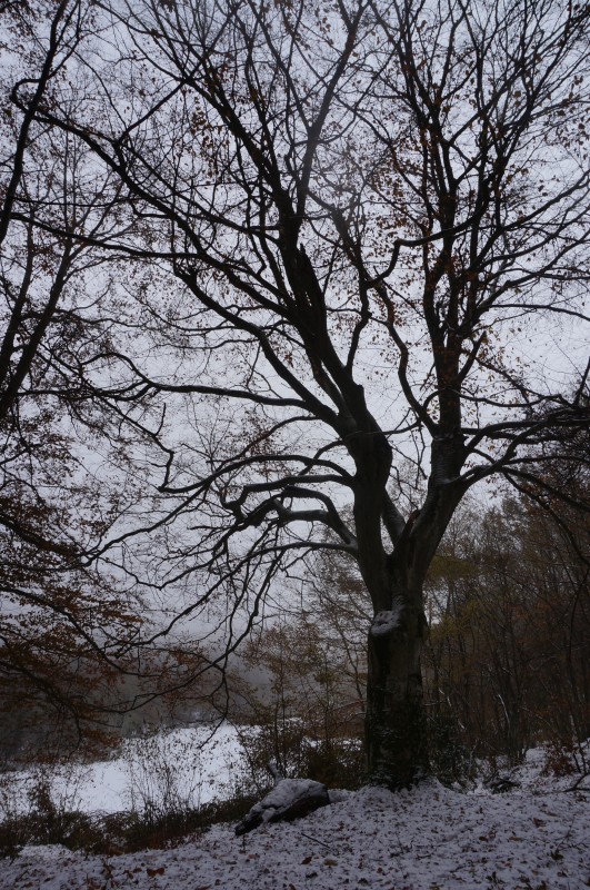 DSC02706.jpg