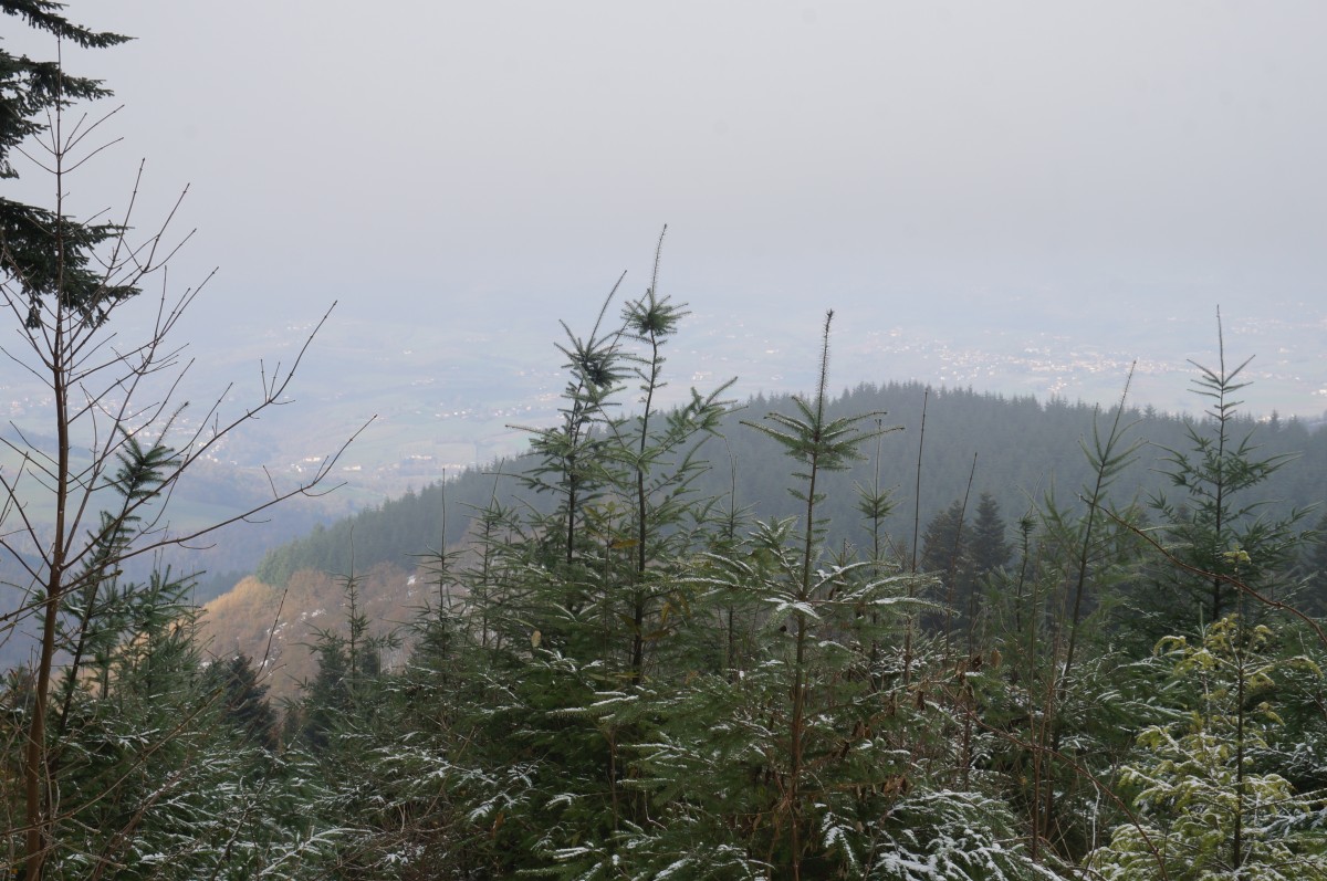 DSC02713.jpg