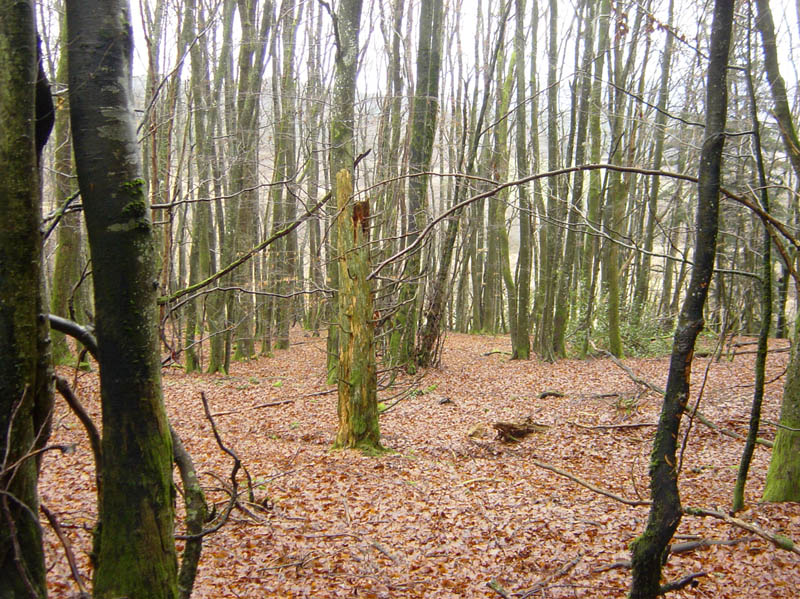 DSC09219