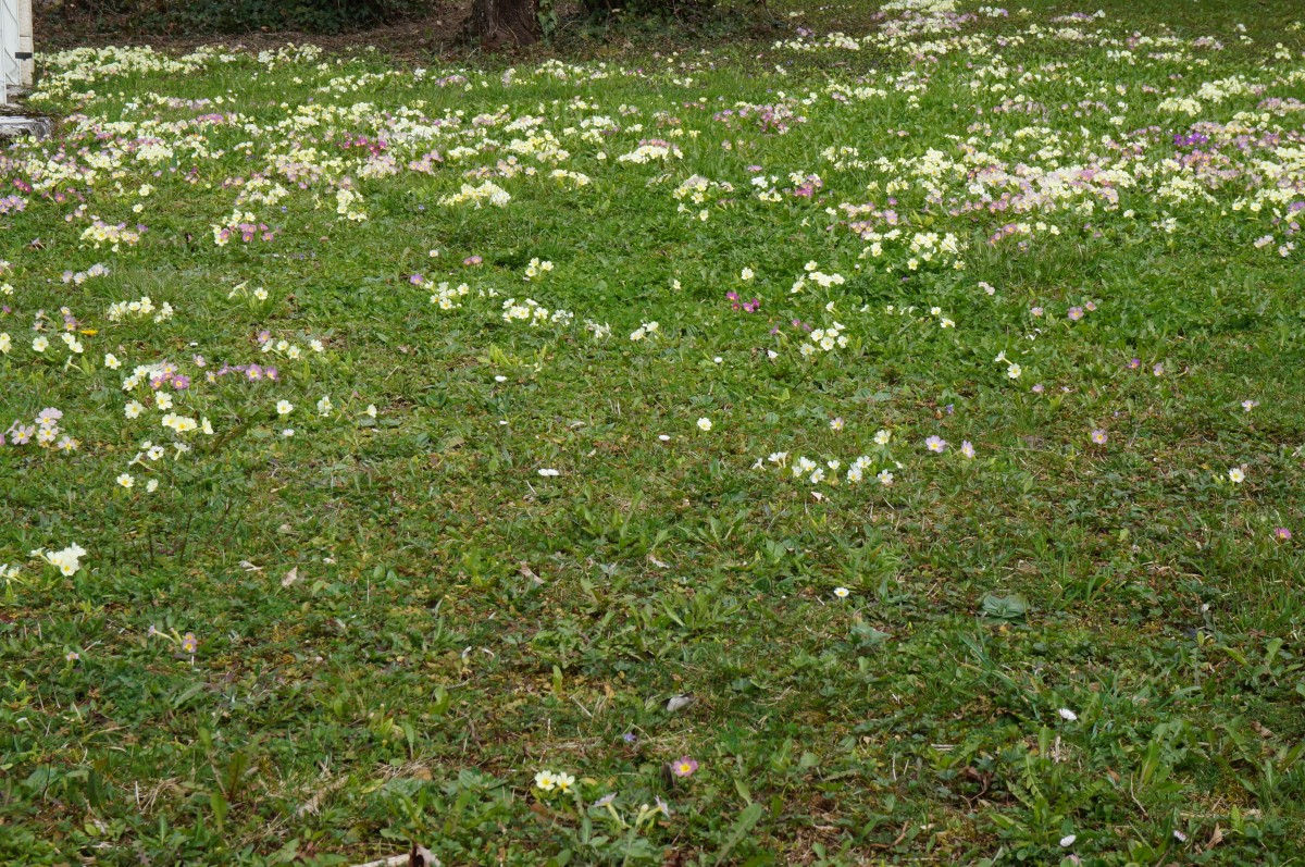 DSC00094.jpg