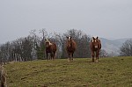DSC00067.jpg