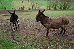 DSC05396.jpg