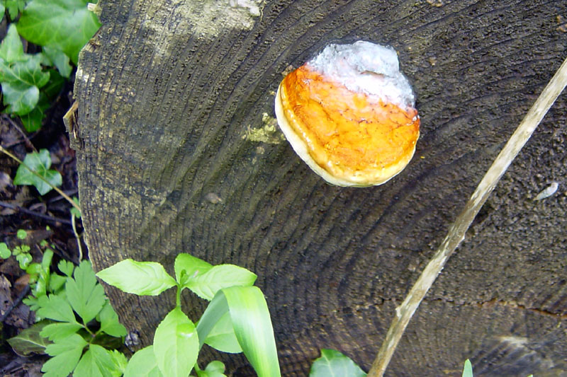 DSC07008