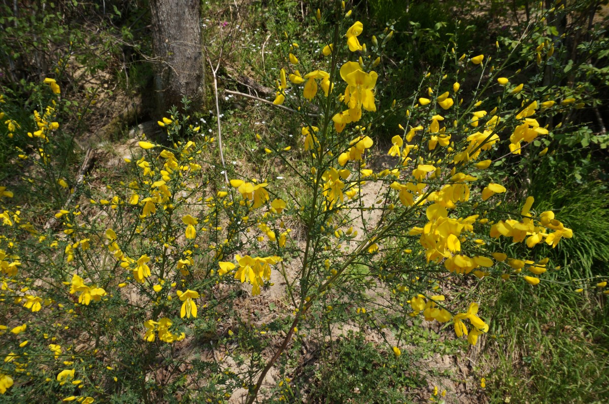 DSC06511.jpg