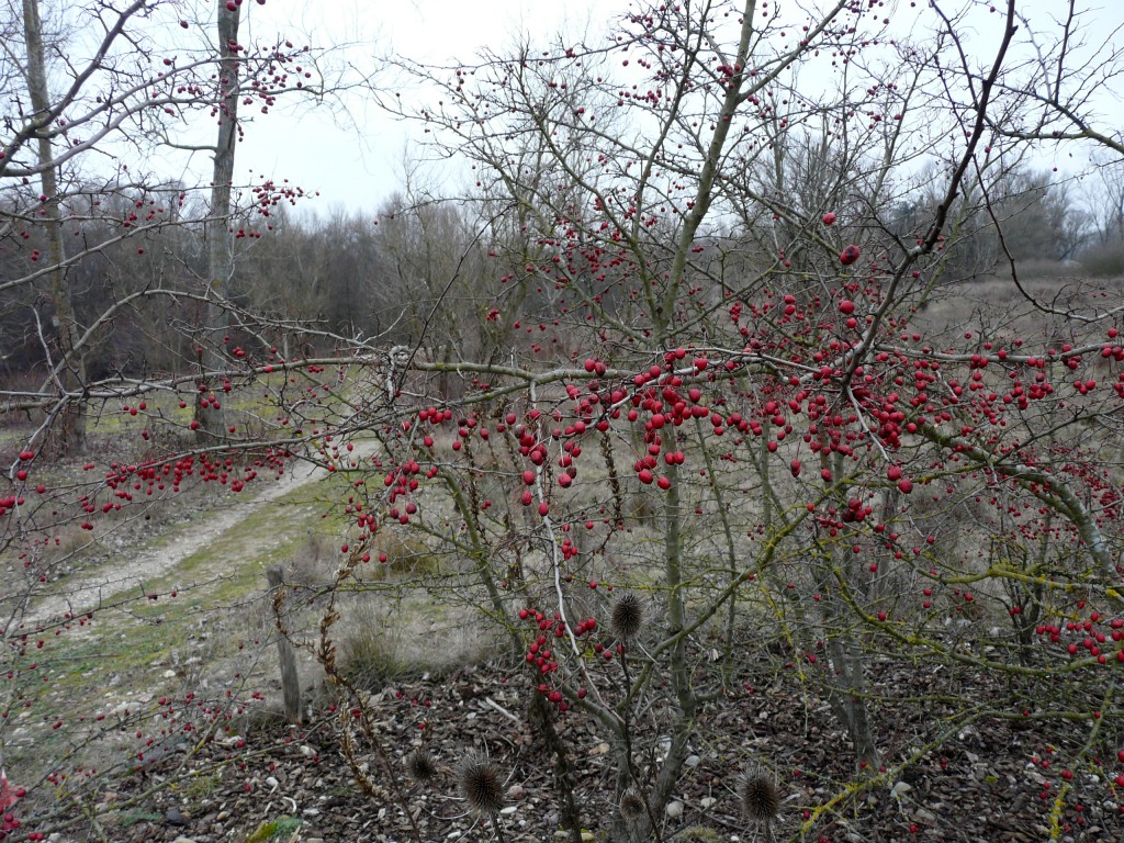 P1080872.jpg