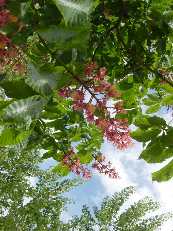 DSC08176