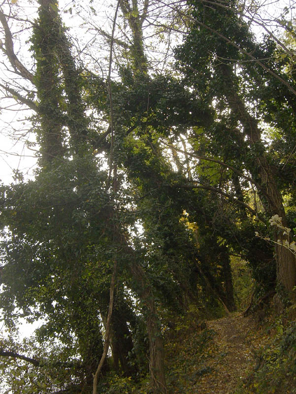 DSC09096