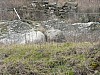 Rontalon, 01-02-09, 15-49.jpg