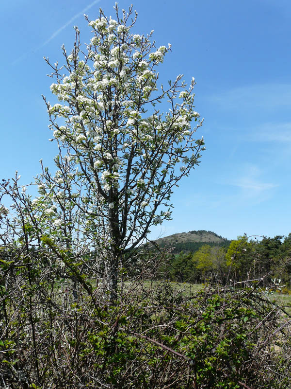 P1000818