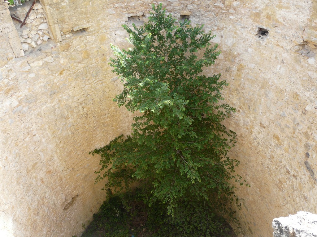 Sainte Beaume, 28-05-08, 10-34.jpg