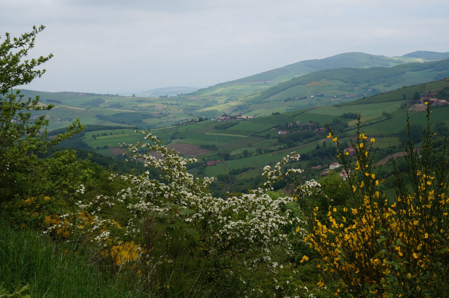 DSC00918.jpg