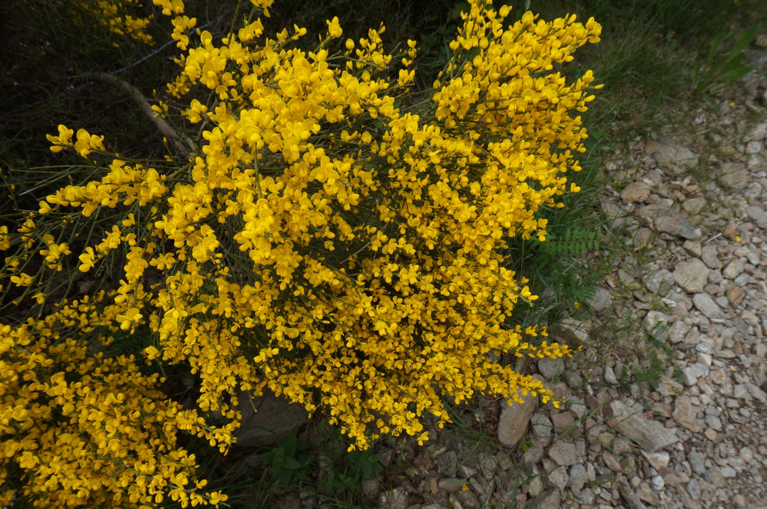 DSC00920.jpg