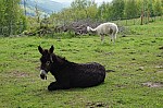 DSC00903.jpg