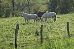 DSC00789.jpg
