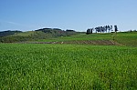 DSC00797.jpg