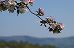 DSC00806.jpg