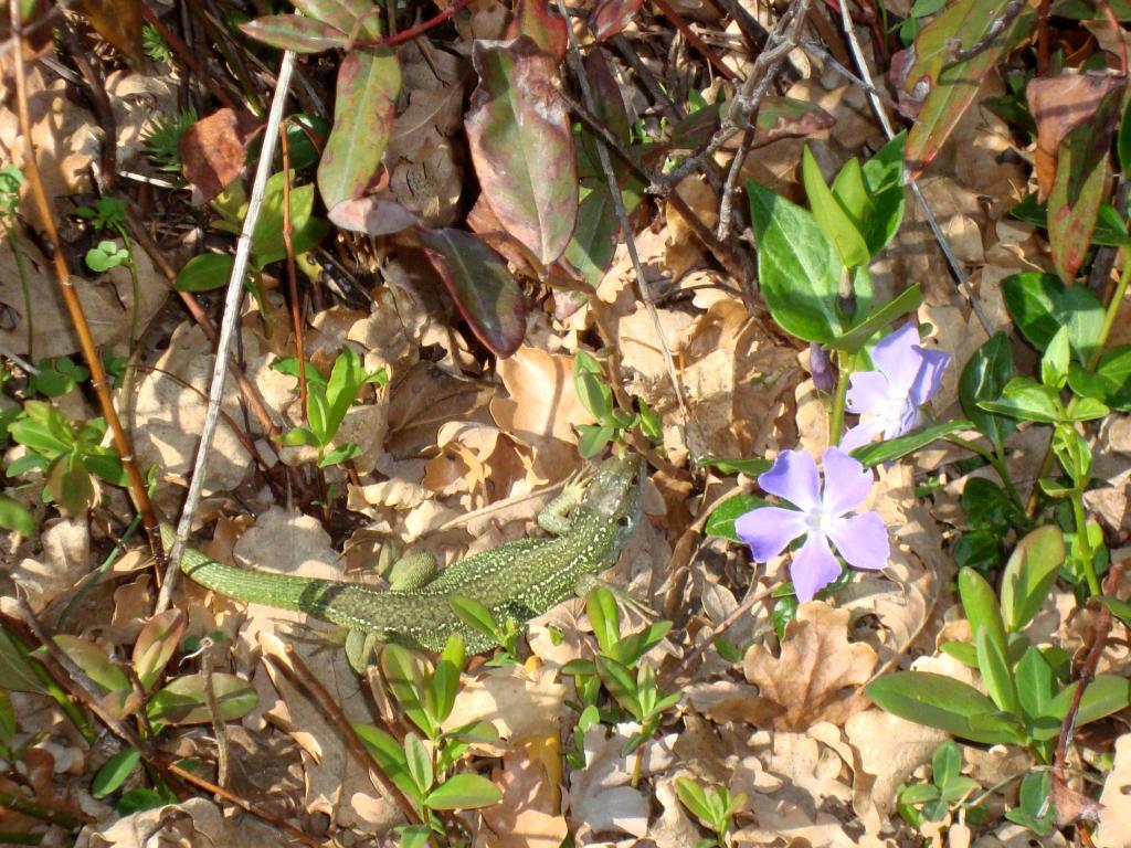 DSC03514.jpg