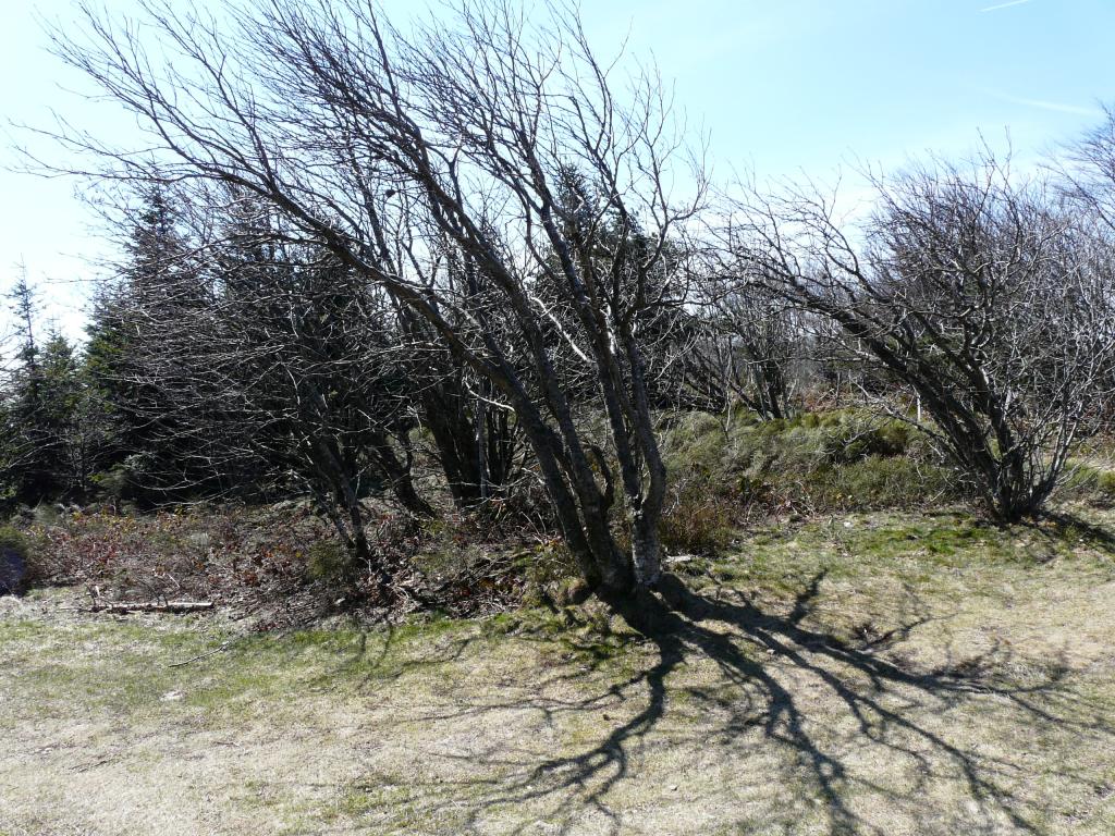P1060346.jpg